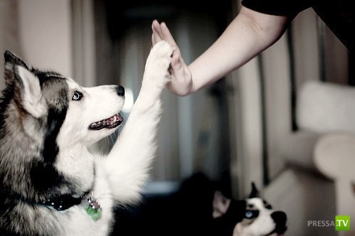 ������� ��������. ������ ���� �� �����!!! (35 ����)