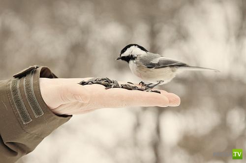 ������� ��������. ������ ���� �� �����!!! (35 ����)