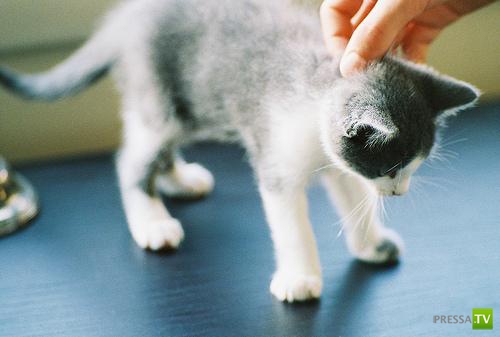 ������� ��������. ������ ���� �� �����!!! (35 ����)