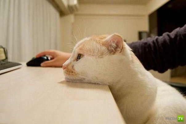 ������� ��������. ������ ���� �� �����!!! (35 ����)