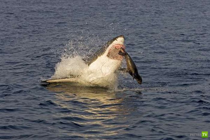 Как охотятся акулы ? (35 фото)