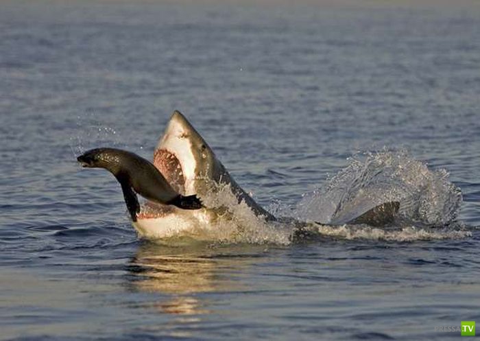 Как охотятся акулы ? (35 фото)