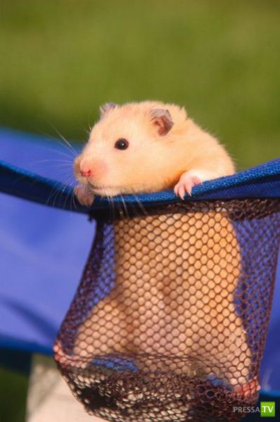 ��� �������� �������� (35 ����)