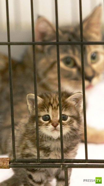 ��� �������� �������� (35 ����)