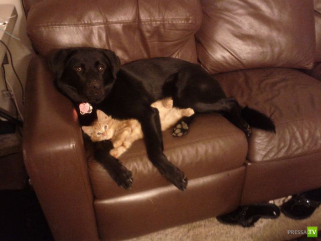 ��� �������� �������� (35 ����)