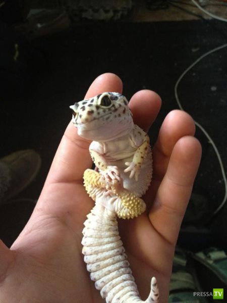 ��� �������� �������� (35 ����)