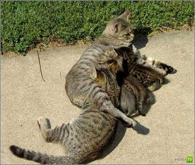 ��� �������� �������� (35 ����)