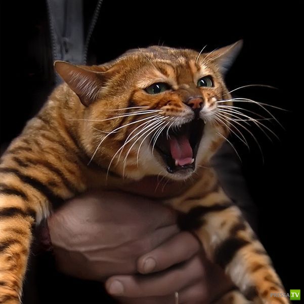 ��� �������� �������� (35 ����)