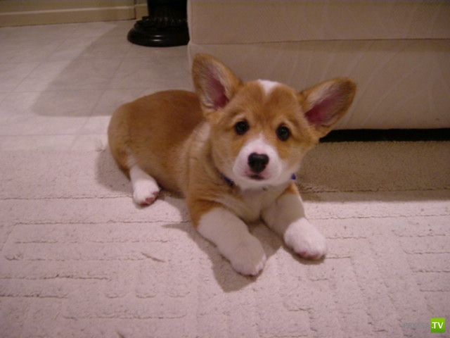 ��� �������� �������� (35 ����)