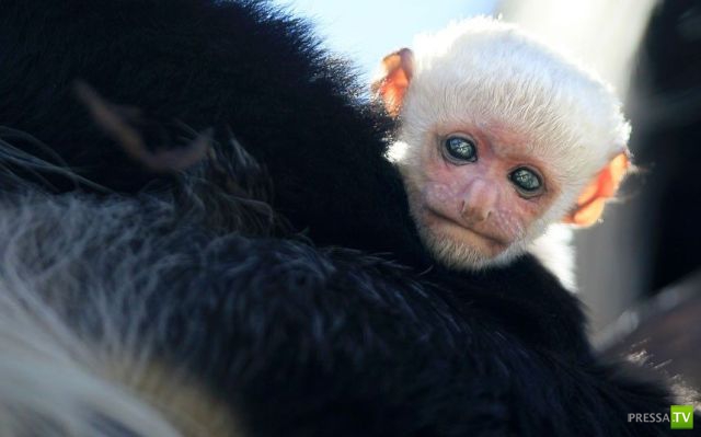 ��� �������� �������� (35 ����)