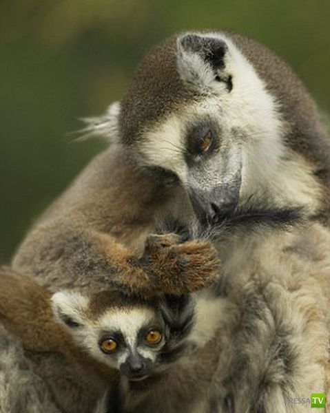 ��� �������� �������� (35 ����)