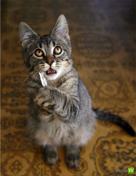 ��� �������� �������� (35 ����)