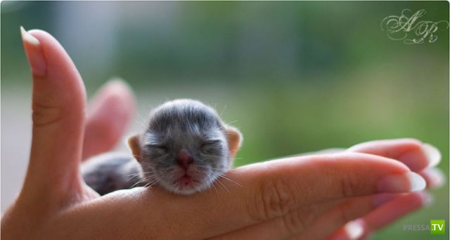 ��� �������� �������� (35 ����)