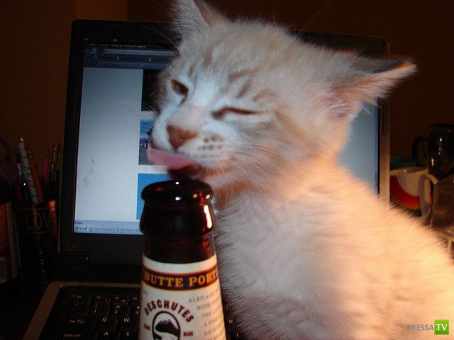 ��� �������� �������� (35 ����)