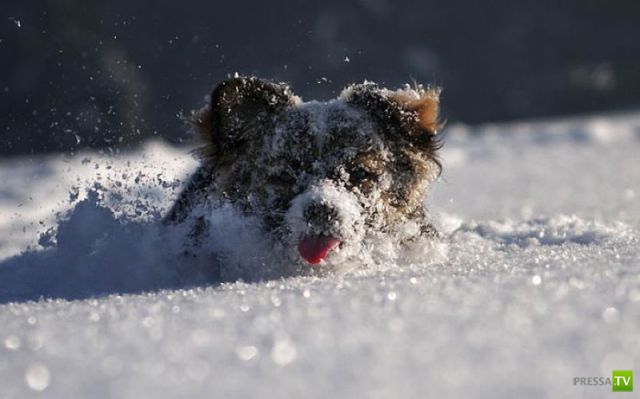 ��� �������� �������� (35 ����)