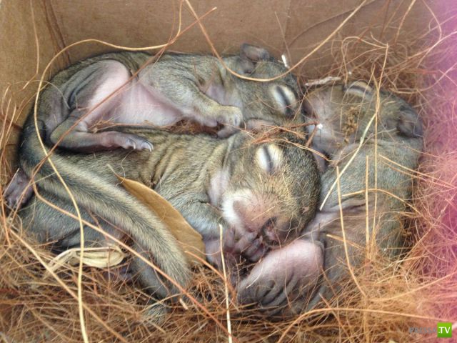 ��� �������� �������� (35 ����)