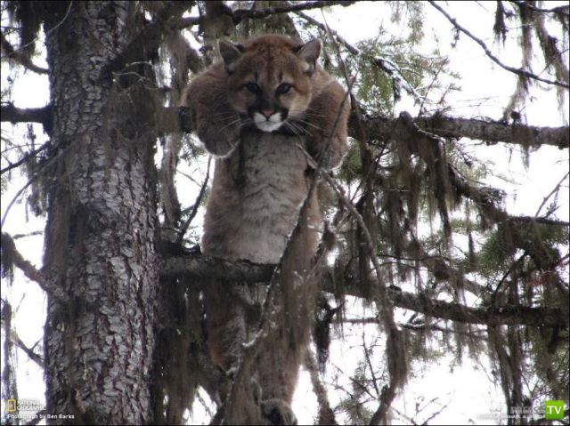 ��� �������� �������� (35 ����)