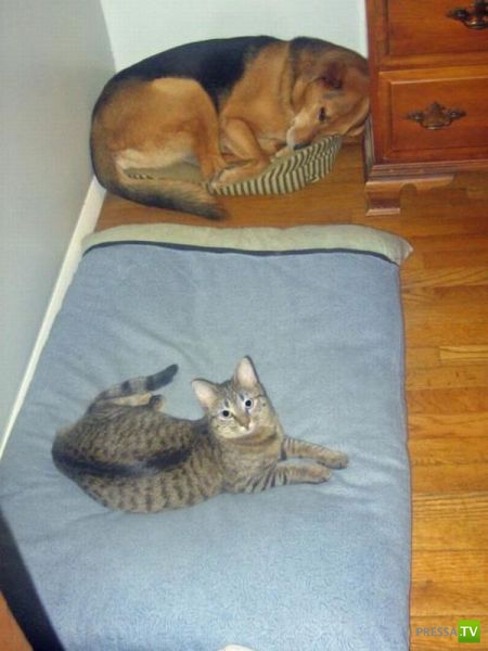 ��� �������� �������� (35 ����)