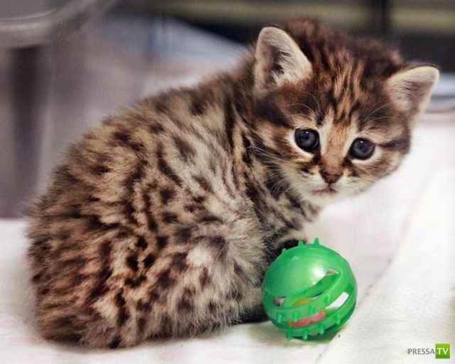 ��� �������� �������� (35 ����)