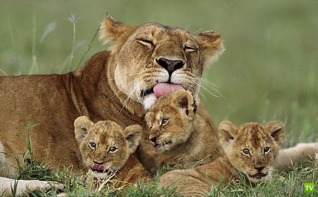 ��� �������� �������� (35 ����)