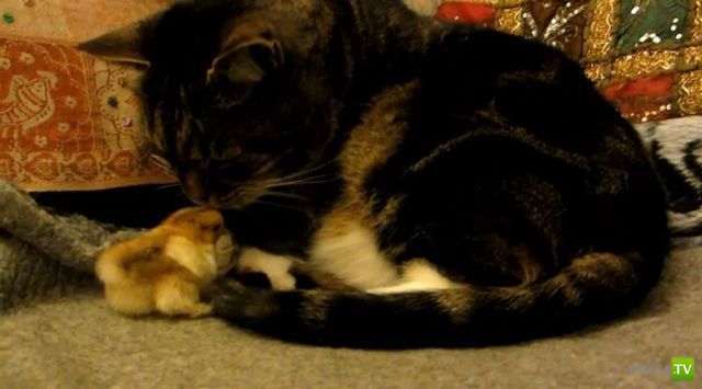 ��� �������� �������� (35 ����)