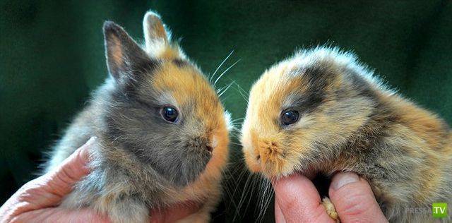 ��� �������� �������� (35 ����)