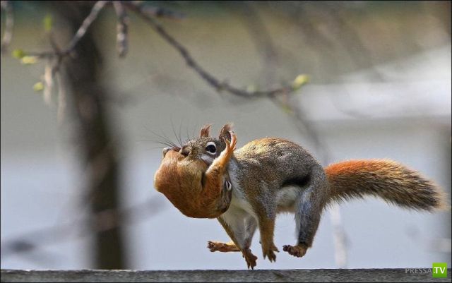 ��� �������� �������� (35 ����)