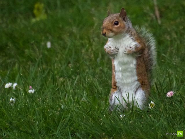 ��� �������� �������� (35 ����)