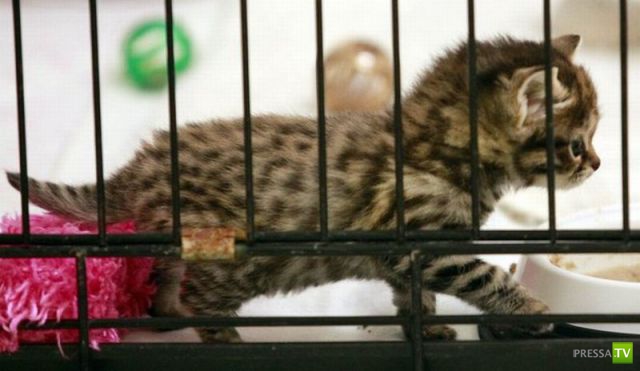 ��� �������� �������� (35 ����)