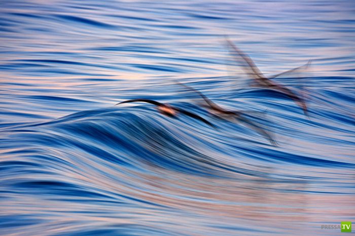 ����� ������� ������ ������ (43 ����)