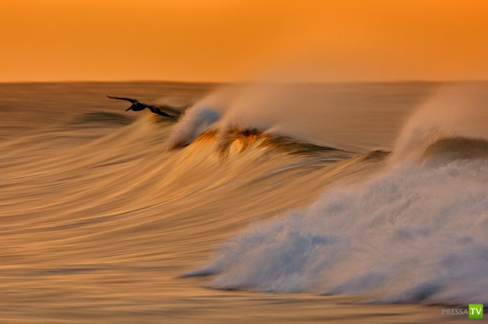 ����� ������� ������ ������ (43 ����)