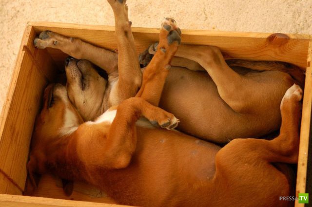 ��� �������� �������� (35 ����)