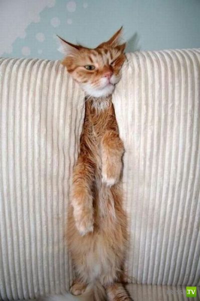 ��� �������� �������� (35 ����)