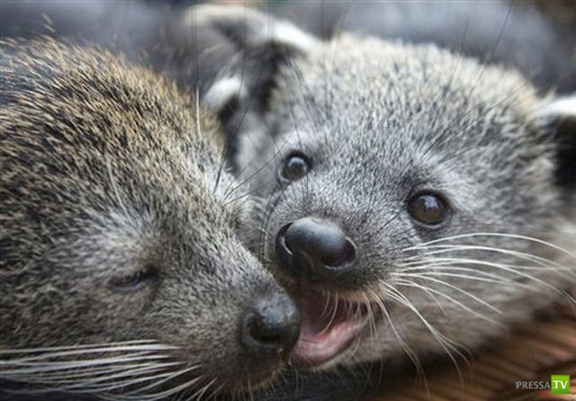 ��� �������� �������� (35 ����)