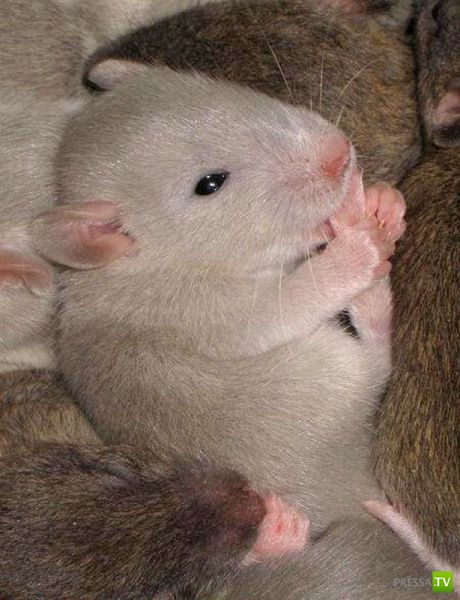 ��� �������� �������� (35 ����)