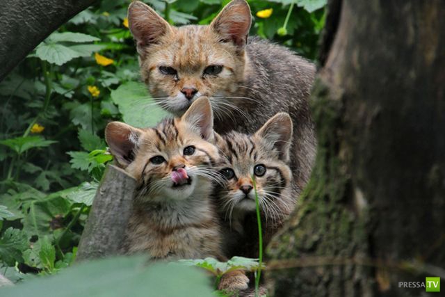 ��� �������� �������� (35 ����)