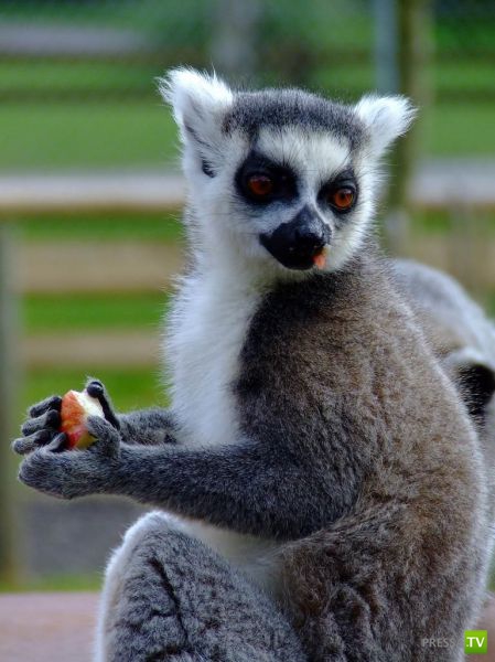 ��� �������� �������� (35 ����)