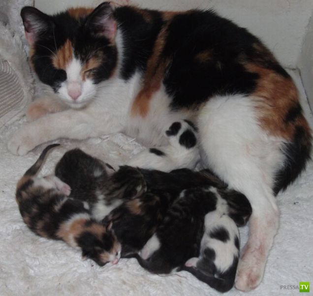 ��� �������� �������� (35 ����)