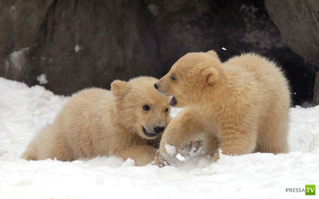 ��� �������� �������� (35 ����)