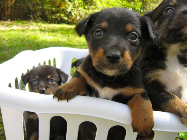 ��� �������� �������� (35 ����)