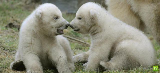 ��� �������� �������� (35 ����)