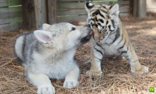 ��� �������� �������� (35 ����)