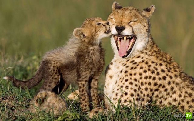 ��� �������� �������� (35 ����)