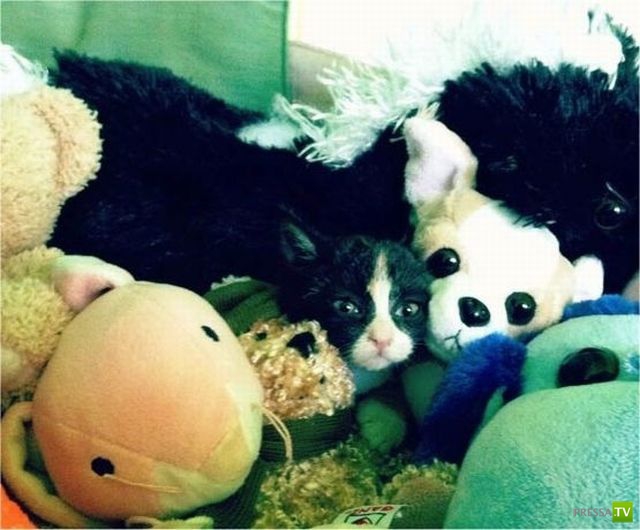 ��� �������� �������� (35 ����)