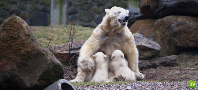 ��� �������� �������� (35 ����)