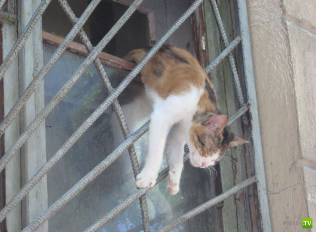 ��� �������� �������� (35 ����)