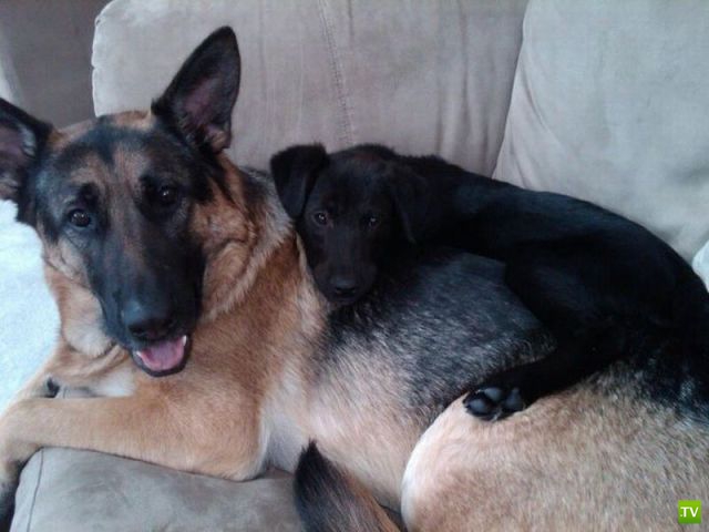 ��� �������� �������� (35 ����)