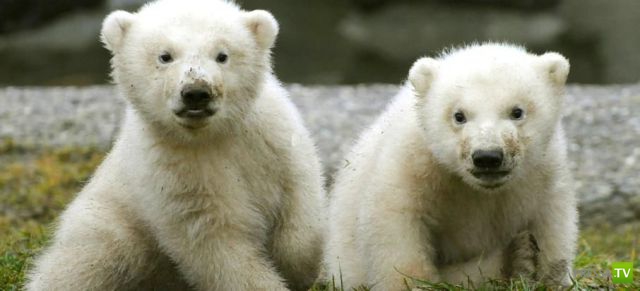 ��� �������� �������� (35 ����)