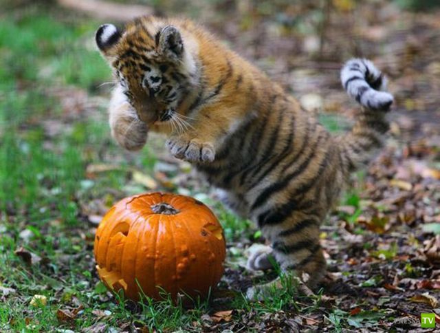 ��� �������� �������� (35 ����)