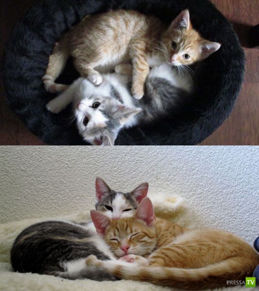 ��� �������� �������� (35 ����)